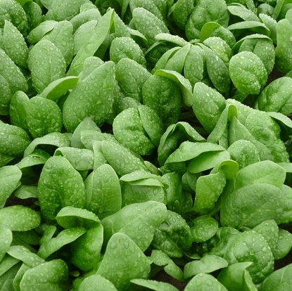 Picture of Spinach  Cello F1
